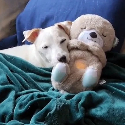 Calming Otter Plush | Pup's Instant Relief From Stress & Anxiety